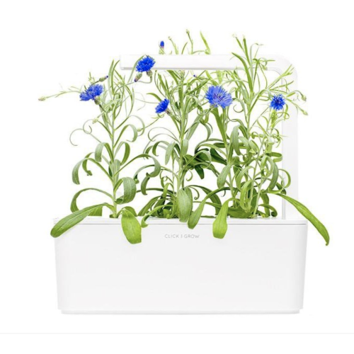 Click and Grow Smart Garden Refill 3-pack - Cornflower