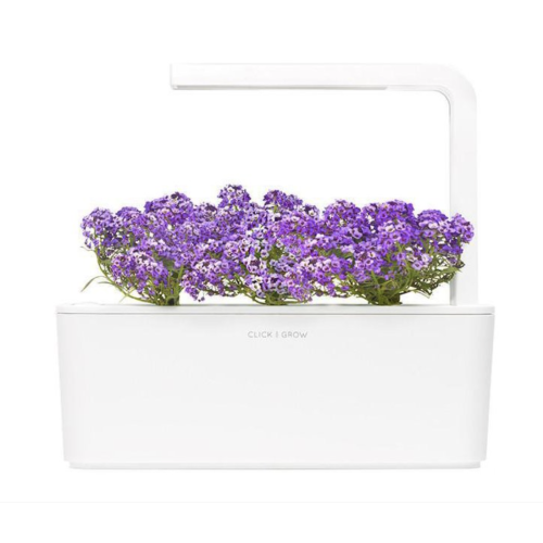 Click and Grow Smart Garden Refill 3-pack - Sweet Alyssum