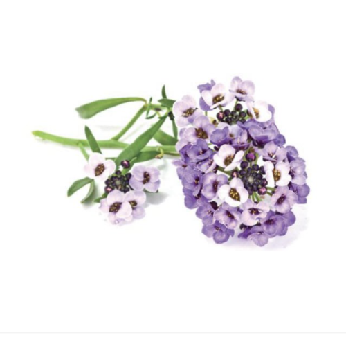 Click and Grow Smart Garden Refill 3-pack - Sweet Alyssum